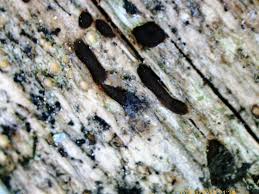 Attēlu rezultāti vaicājumam “Perichaena corticalis”