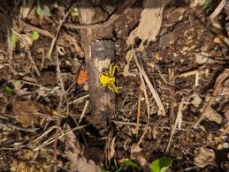 Attēlu rezultāti vaicājumam “Edwardsiana geometrica”