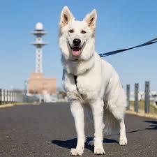 「アレックス・シェパード」の画像検索結果