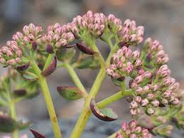 Attēlu rezultāti vaicājumam “Sedum pallidum bud”