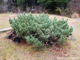 Attēlu rezultāti vaicājumam “Pinus pumila”