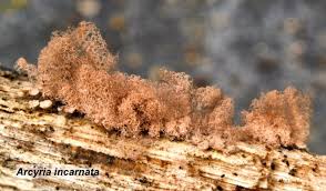 Attēlu rezultāti vaicājumam “Arcyria incarnata young”