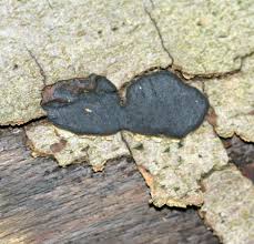 Attēlu rezultāti vaicājumam “Biscogniauxia marginata”