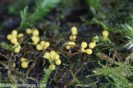Attēlu rezultāti vaicājumam “Physarum bivalve young”