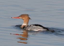 Attēlu rezultāti vaicājumam “Mergus serrator”