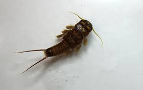 Attēlu rezultāti vaicājumam “Plecoptera”