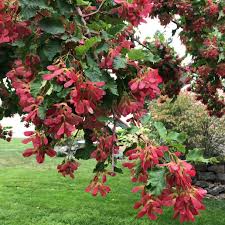 Attēlu rezultāti vaicājumam “Acer tataricum”