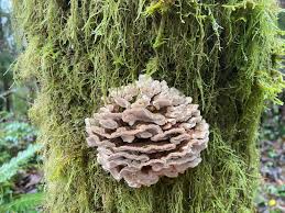 Attēlu rezultāti vaicājumam “Trametes suaveolens”