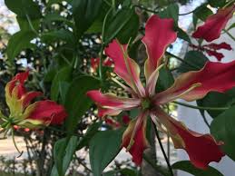 Attēlu rezultāti vaicājumam “Colchicaceae”