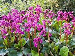 Attēlu rezultāti vaicājumam “Bergenia crassifolia flower”