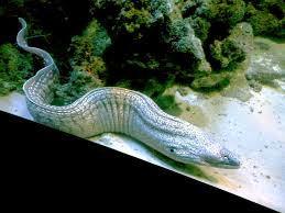 Image result for Muraena helena