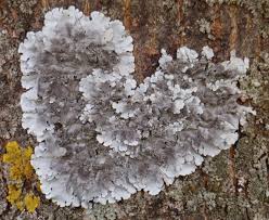Attēlu rezultāti vaicājumam “Parmelina tiliacea”
