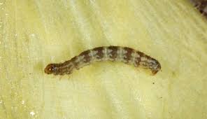 Attēlu rezultāti vaicājumam “Eupithecia icterata female”