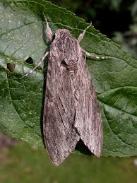 Attēlu rezultāti vaicājumam “Agrius convolvuli”