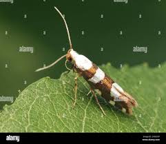 Attēlu rezultāti vaicājumam “Argyresthiidae”