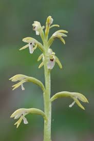 Attēlu rezultāti vaicājumam “Corallorhiza trifida flower”