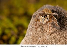 Attēlu rezultāti vaicājumam “Xanthogramma sp.”