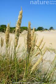 Attēlu rezultāti vaicājumam “Ammophila arenaria”