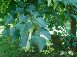 Attēlu rezultāti vaicājumam “Tilia cordata leaf”