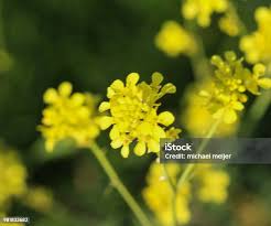 Attēlu rezultāti vaicājumam “Rorippa sylvestris flower”