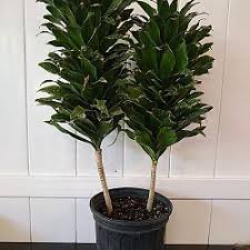 Attēlu rezultāti vaicājumam “Conardia compacta”