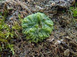 Attēlu rezultāti vaicājumam “Ricciocarpos natans”