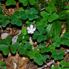 Attēlu rezultāti vaicājumam “Oxalidaceae”
