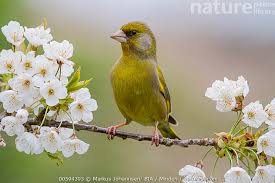 Attēlu rezultāti vaicājumam “Chloris chloris male”