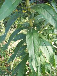 Attēlu rezultāti vaicājumam “Oenothera biennis fruit”