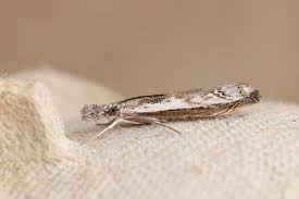 Attēlu rezultāti vaicājumam “Platytes alpinella”