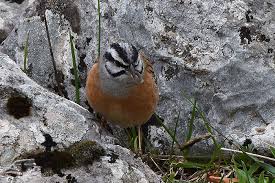 Image result for Emberiza cia