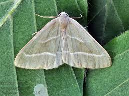 Attēlu rezultāti vaicājumam “Hylaea fasciaria”