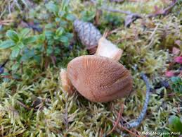 Attēlu rezultāti vaicājumam “Suillus variegatus”