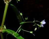 Attēlu rezultāti vaicājumam “Veronica scutellata bud”