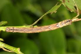 Attēlu rezultāti vaicājumam “Eulithis populata”