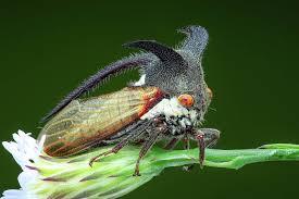 Attēlu rezultāti vaicājumam “Centrotus cornutus”