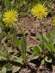 Attēlu rezultāti vaicājumam “Pilosella officinarum leaf”