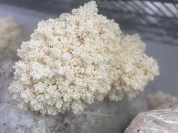 Attēlu rezultāti vaicājumam “Hericium coralloides”