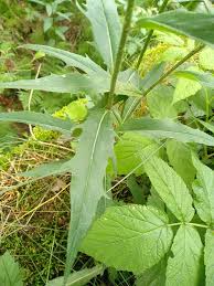 Attēlu rezultāti vaicājumam “Hieracium laevigatum”