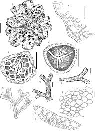 Attēlu rezultāti vaicājumam “Riccia canaliculata”