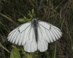 Attēlu rezultāti vaicājumam “Aporia crataegi female”