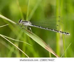 Attēlu rezultāti vaicājumam “Enallagma cyathigerum”