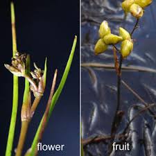 Attēlu rezultāti vaicājumam “Juncus conglomeratus fruit”