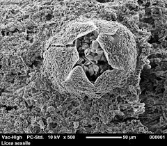 Attēlu rezultāti vaicājumam “Licea testudinacea young”