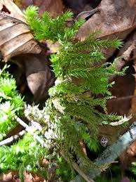 Attēlu rezultāti vaicājumam “Rhytidiadelphus triquetrus”