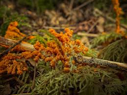 Attēlu rezultāti vaicājumam “Physarum rubiginosum macro”