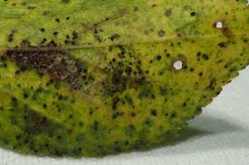 Attēlu rezultāti vaicājumam “Tranzschelia pruni-spinosae”