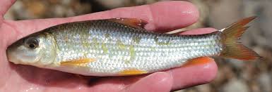 Image result for Moxostoma duquesnei