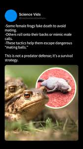 Attēlu rezultāti vaicājumam “Rana temporaria adult”