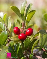 Attēlu rezultāti vaicājumam “Arctostaphylos uva-ursi fruit”